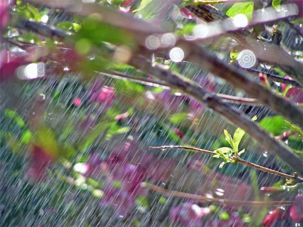 Весенний дождь в Москве