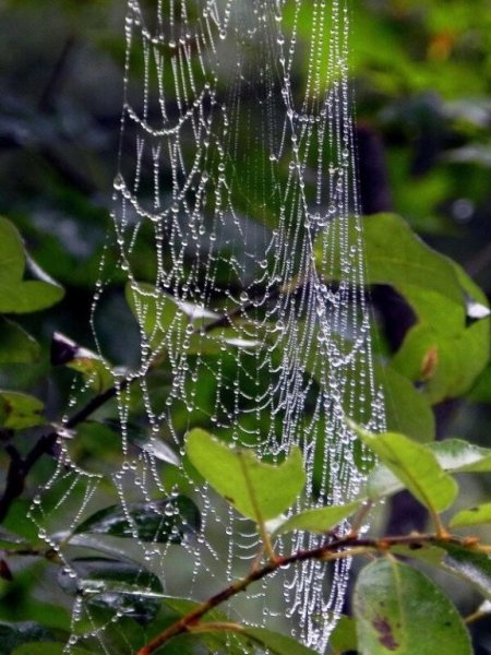 Дождь весной