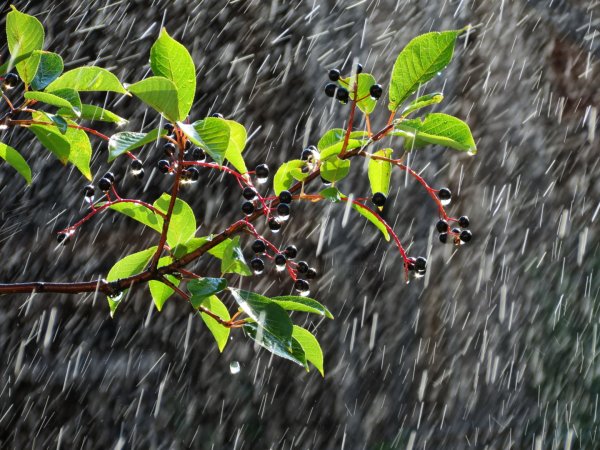 Черемуховый дождь