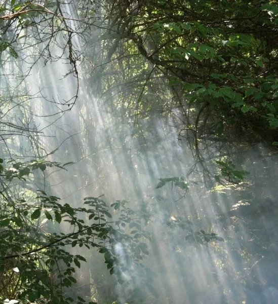 Весенний дождь