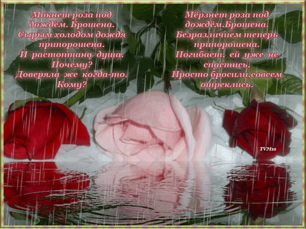 Дождь и розы стихи