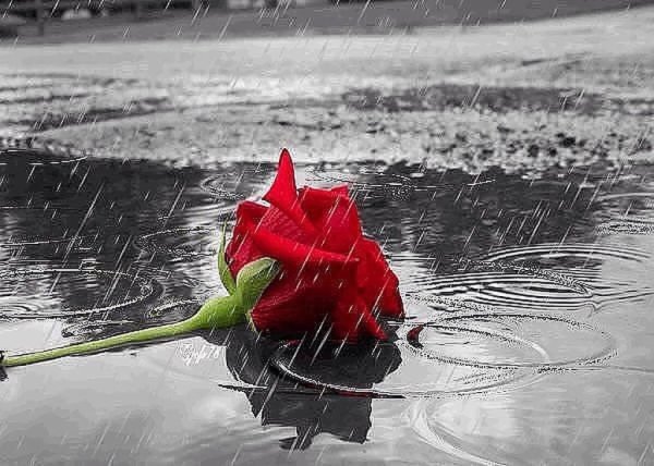 Брошенные цветы