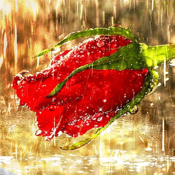 Роза под дождем анимация