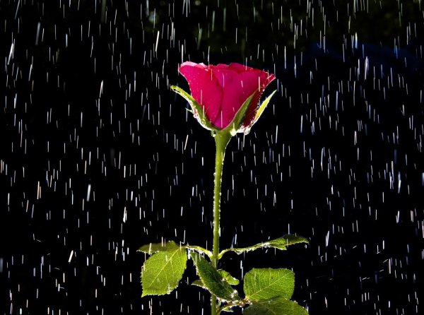 Одинокая роза под дождем