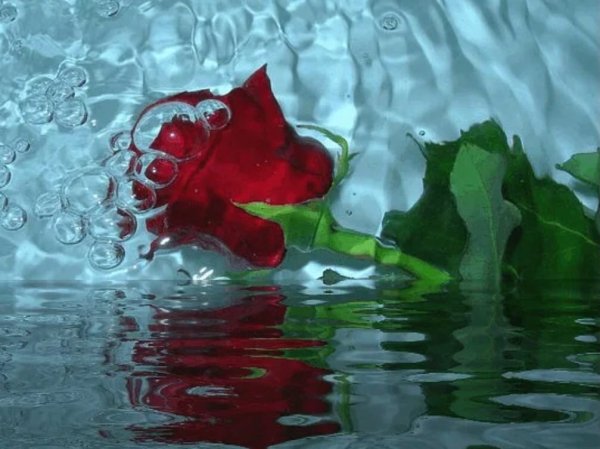 Красные розы в воде