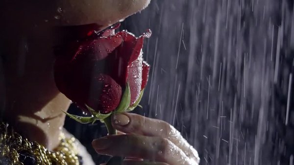 Роза под дождем в руке