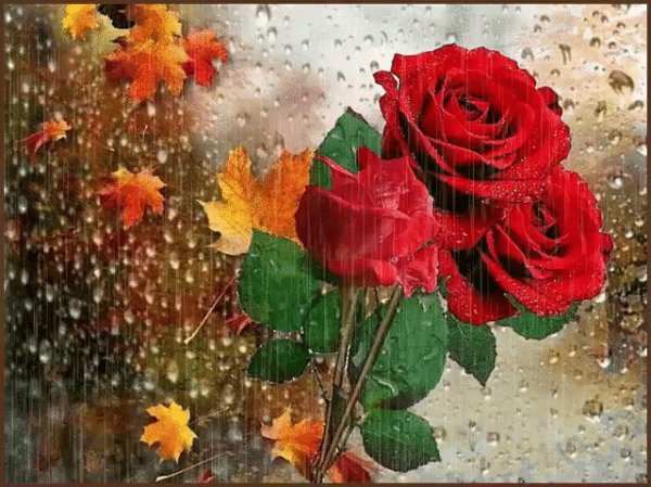 Гиф осенние розы