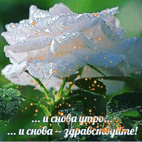 И снова утро и снова Здравствуй