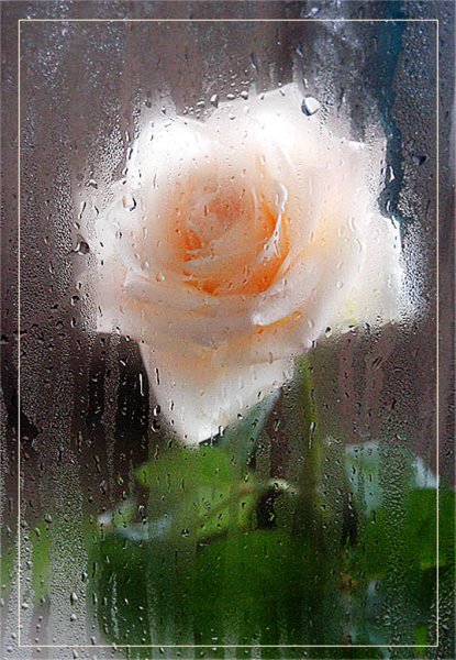 Цветы за мокрым стеклом