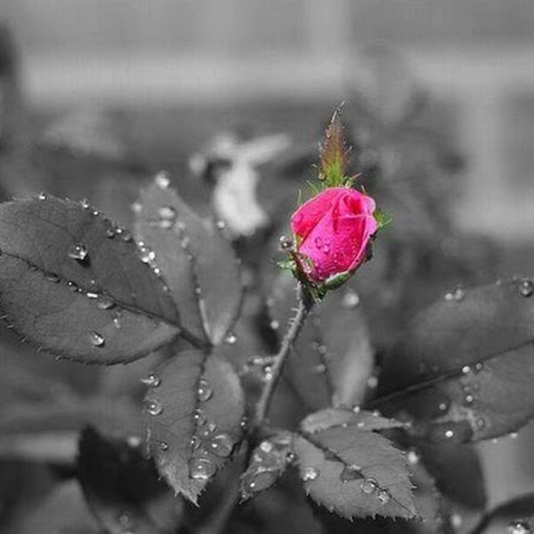 Красивые высказывания о розах