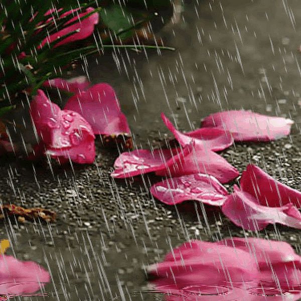 Лепестки роз под дождем