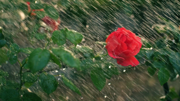 Розы под дождем