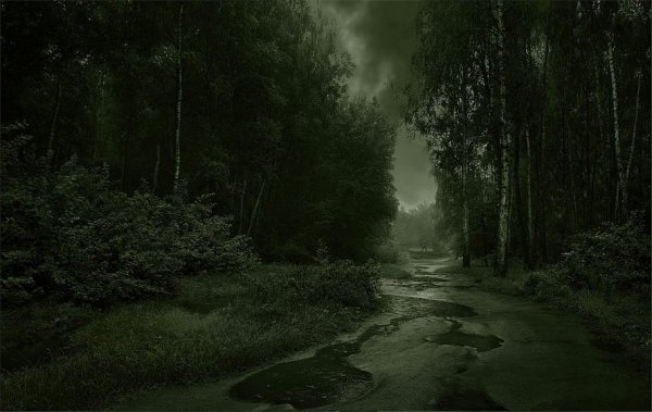 Дождливый лес