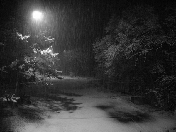 Ночной дождь в лесу