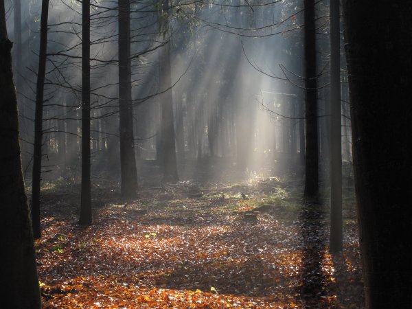 Дождь в осеннем лесу
