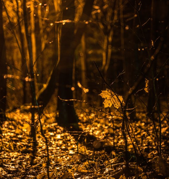 Ночной осенний лес