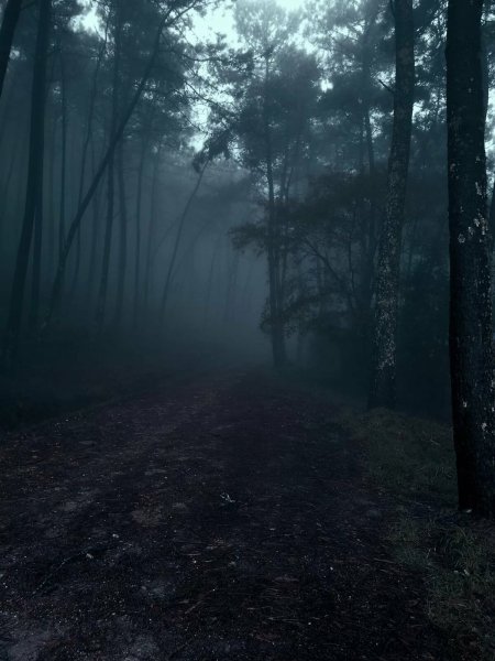 Темные леса