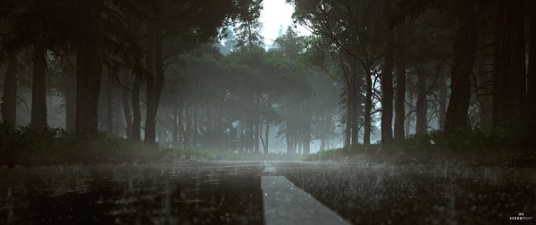 Дождь в лесу ночью