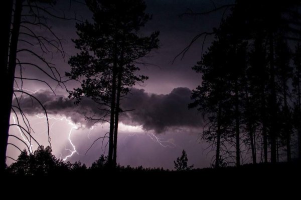 Дождь в лесу ночью