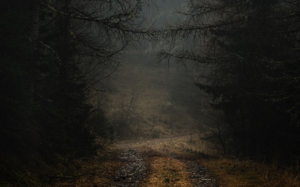 «Ночь в лесу»