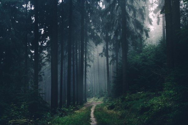 Эстетика дождя в лесу