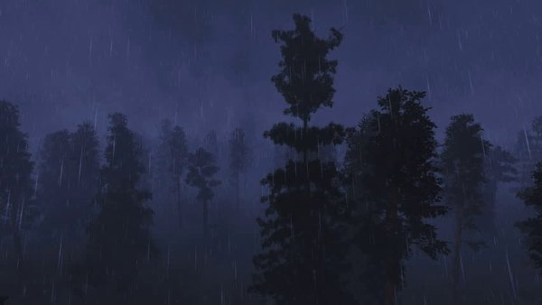 Дождь в лесу ночью