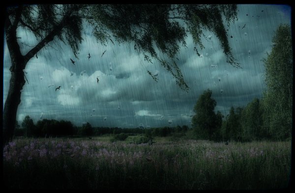 Дождь в лесу ночью