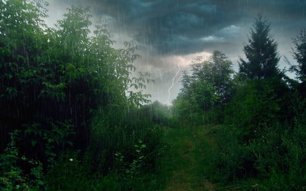 Дождь в лесу