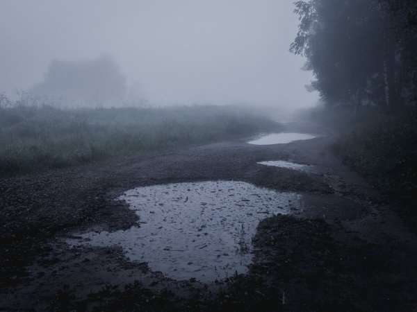 Ливень в лесу