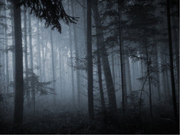 Мрачный туманный лес