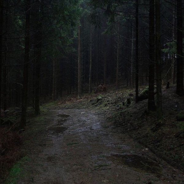 Темный дождливый лес