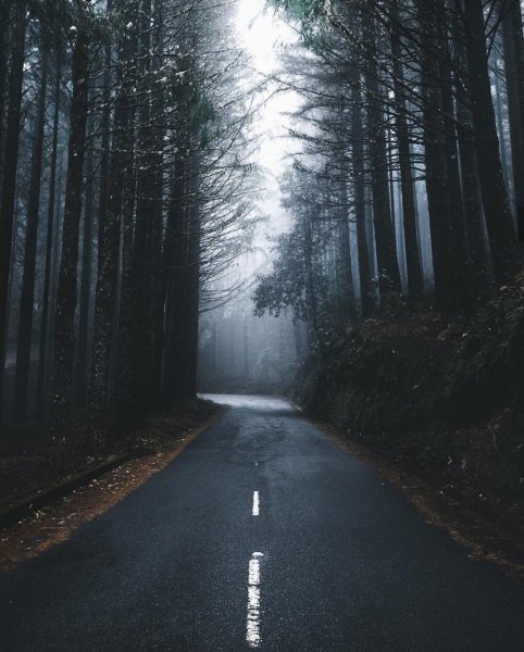 Дорога в лесу ночью