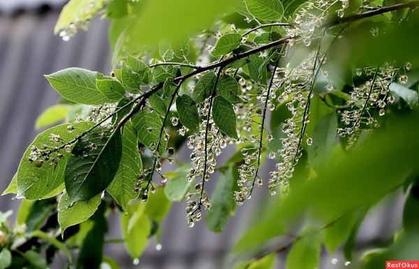 Черемуха пух