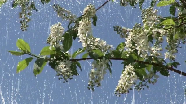 Весенняя гроза черемуха черемуха