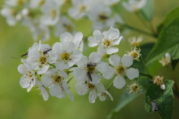 Черемуха дождь