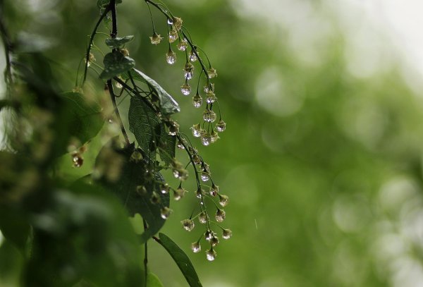 Черемуха под дождем