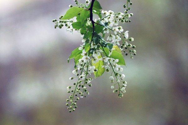Роса медвяная на черемухе