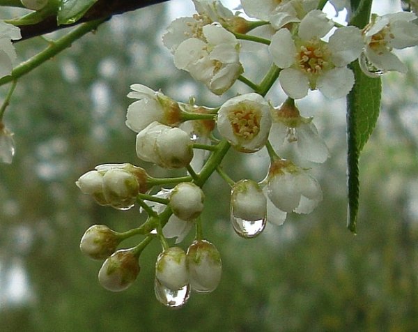 Черемуха после дождя