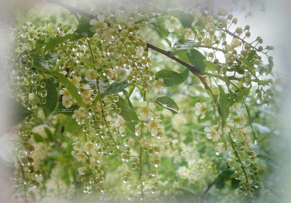 Роса медвяная на черемухе