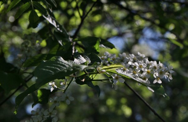 Черемуха Грея