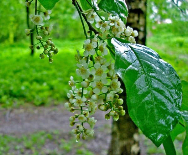 Цветущая черемуха дождь