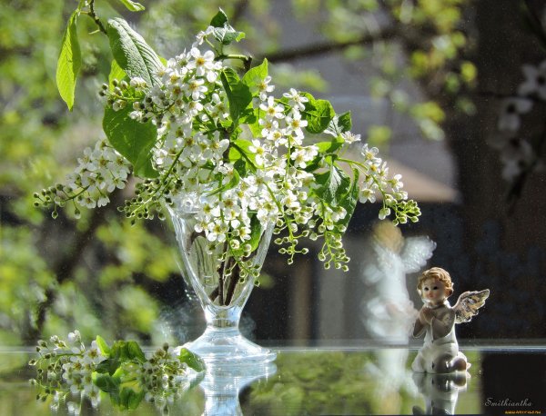 Черемуха белоцветущая