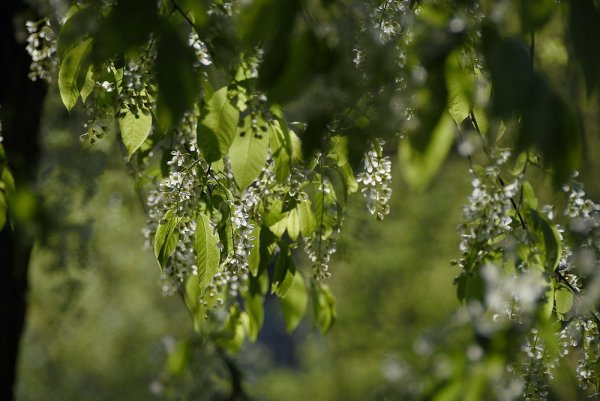 Черемуха дождь