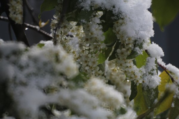 Черёмуха цветёт к похолоданию