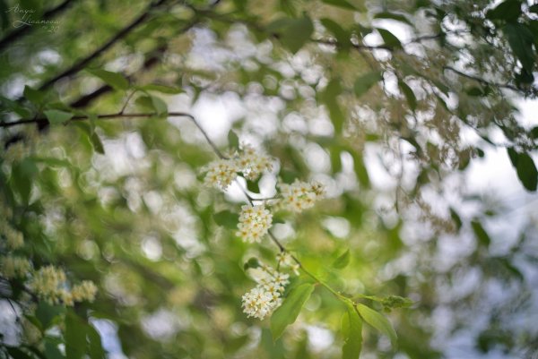 Май черемуха