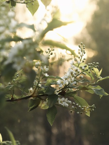 Черемуха под дождем
