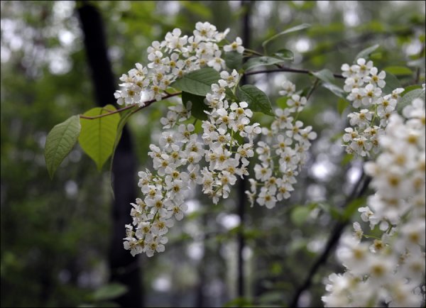 Черемуха дождь