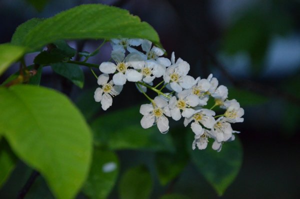 Черемуха дождь