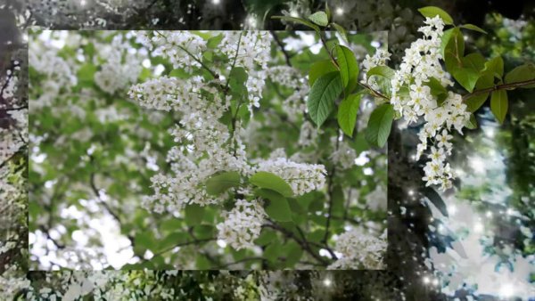 Белые слезы черемух