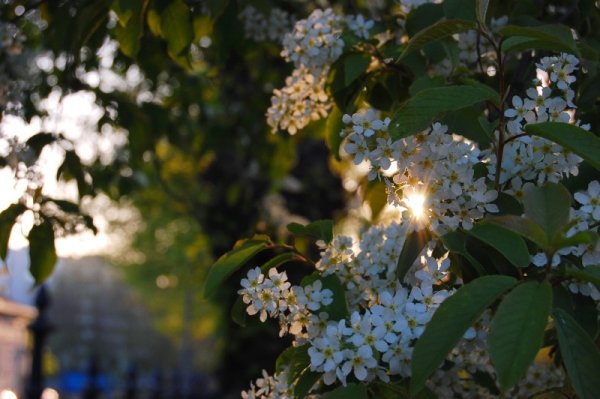 Черёмуха цветёт дождь